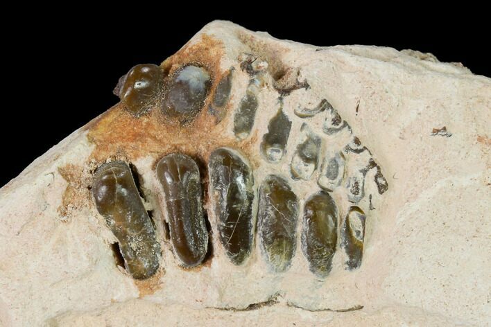 Fossil Pycnodont (Anomoeodus) Crushing Mouth Plate - Morocco #163971